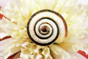 Virgata: Chalk Grassland Snail - UK