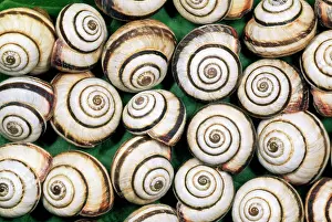 Spirals: Chalk Grassland Snails