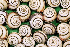 Spirals: CHALK GRASSLAND SNAILS - MASS