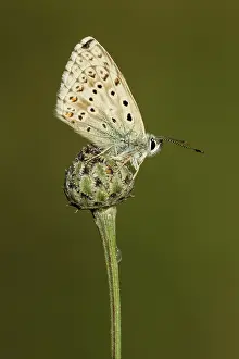 Coridon: Chalk Hill Blue Butterfly male July