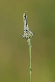 Compound: Chalk Hill Blue Butterfly - male resting on wild
