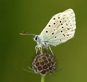 Coridon: Chalk Hill Blue Butterfly male resting on wildflower July