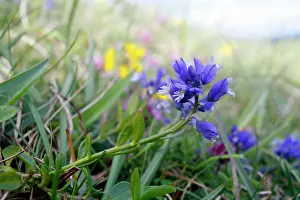 Downland: Chalk Milkwort - growing on the chalk downland