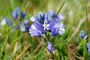 Downland: Chalk Milkwort - growing on the chalk downland
