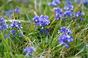 Downland: Chalk Milkwort - growing on the chalk downland