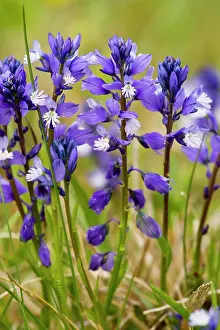Uncommon: Chalk Milkwort - in limestone grassland. Uncommon