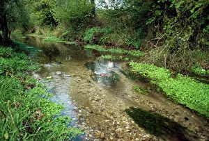 Chalk: Chalk Stream