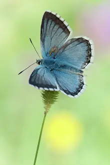 Polyommatus: Chalkhill Blue