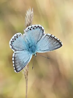 Polyommatus: Chalkhill Blue