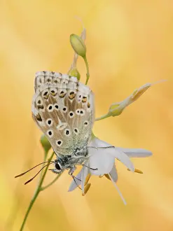 Polyommatus: Chalkhill Blue