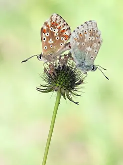 Polyommatus: Chalkhill Blue
