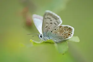 Polyommatus: Chalkhill Blue