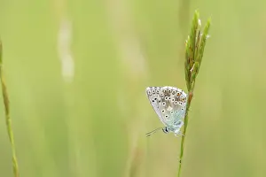 Polyommatus: Chalkhill Blue
