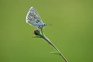 Polyommatus: Chalkhill Blue