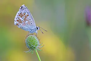 Polyommatus: Chalkhill Blue