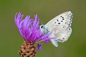 Chalkhill: Chalkhill Blue