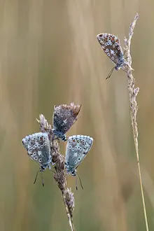 Polyommatus: Chalkhill Blue