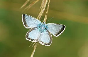 Chalkhill: Chalkhill Blue Butterfly