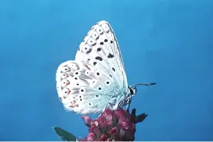Chalkhill: Chalkhill Blue Butterfly - on flower