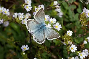 Chalkhill: Chalkhill Blue Butterfly male on Eyebright Flowers