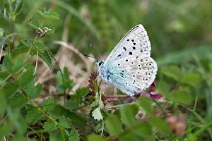 Hertfordshire: Chalkhill Blue Butterfly male Hertfordshire, UK 17217