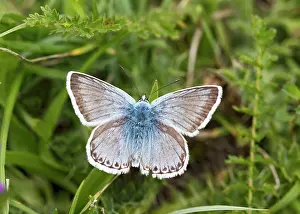 Hertfordshire: Chalkhill Blue Butterfly male Hertfordshire, UK 17218