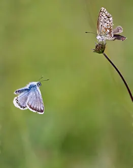 Rituals: Chalkhill Blue Butterfly pair in courtship Hertfordshire