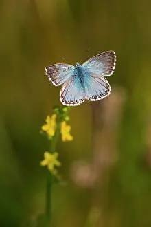 Chalkhill: Chalkhill Blue, butterfly resting on plant and warming