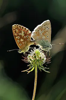Chalkhill: Chalkhill Blue mating