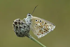 Dyke: Chalkhill Blue (Polyommatus coridon) resting on