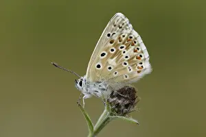 Dyke: Chalkhill Blue (Polyommatus coridon) resting on