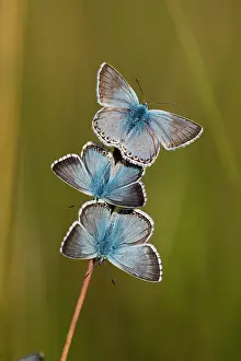 Chalkhill: Chalkhill Blue, three resting on plant stalk from