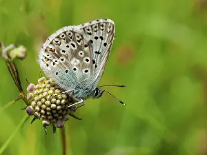 Chalkhill: Chalkhill blue - underside on seed head - Barnack