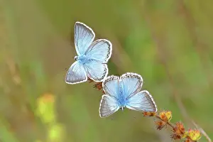 Bavarian: Chalkhill blues (Lysandra coridon) Other animals