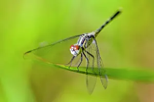 Percher: Chalky Percher