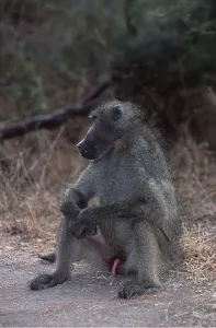 Kallen Marc Ferrero: CHAMA BABOON - sitting by path, showing penis