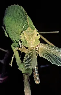 Chamaeleon: Chamaeleon eating a locust