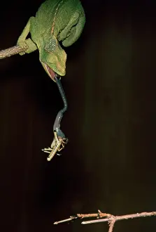 Chamaeleon: Chamaeleon shooting out its tongue to catch prey
