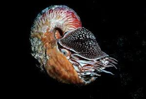 Nautiluses: Chambered Hairy NAUTILUS - very rare