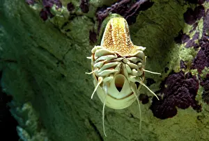 Nautiluses: Chambered / Pearly / Common NAUTILUS