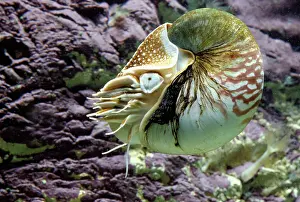 Nautiluses: Chambered / Pearly / Common NAUTILUS