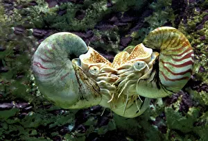Nautiluses: Chambered / Pearly / Common NAUTILUS - three