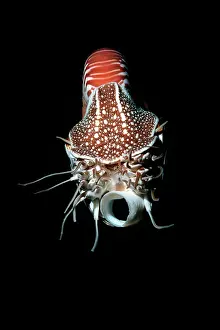 Nautiluses: Chambered / Pearly / Common NAUTILUS