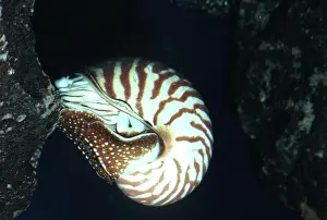 Nautiluses: Chambered / Pearly / Common NAUTILUS
