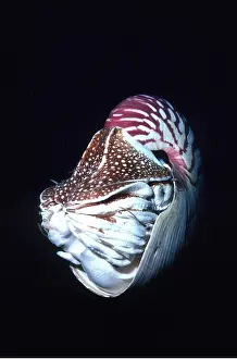 Tentacles: Chambered / Pearly / Common NAUTILUS