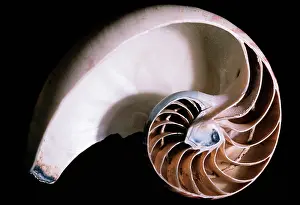 Nautiluses: Chambered / Pearly / Common NAUTILUS
