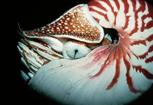 Nautiluses: Chambered / Pearly / Common NAUTILUS - close-up