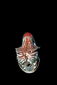 Nautiluses: Chambered / Pearly / Common NAUTILUS - in deep water
