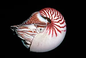 Nautiluses: Chambered / Pearly / Common NAUTILUS - in deep water