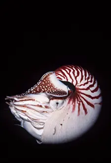 Tentacles: Chambered / Pearly / Common NAUTILUS - Shell